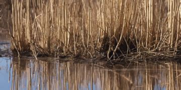 aspen reed leaks|Aspen reed leak